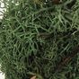 Mousse naturelle Lichen Vert olive 50 g