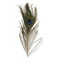 Plume de Paon 25 cm 3 pcs - Rayher - Rougier et Plé