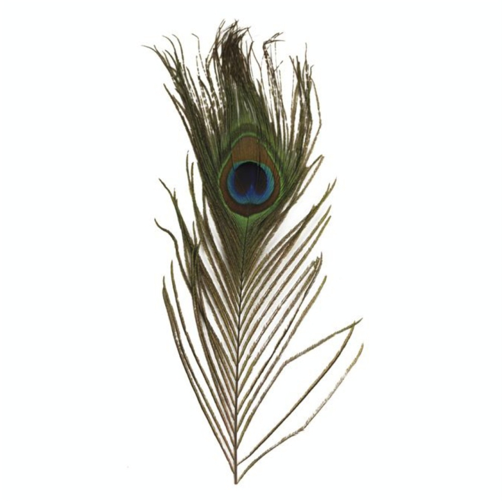 Plume de Paon 25 cm 3 pcs - Rayher - Rougier et Plé
