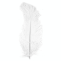 Plume d'autruche 30 cm Blanc - Rayher - Rougier et Plé