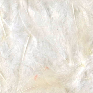 Plumes blanches de tailles différentes - Artemio - Rougier et Plé