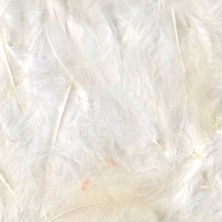 Plumes blanches de tailles différentes - Artemio - Rougier et Plé