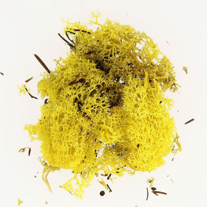 Mousse naturelle Lichen Jaune 50 g - Schulcz - Rougier et Plé