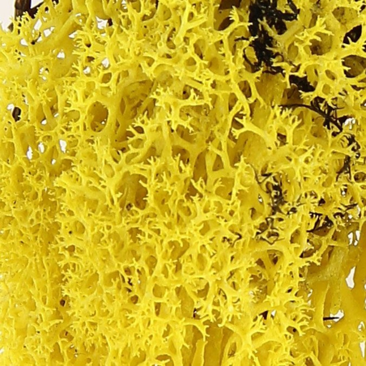 Mousse naturelle Lichen Jaune 50 g - Schulcz - Rougier et Plé