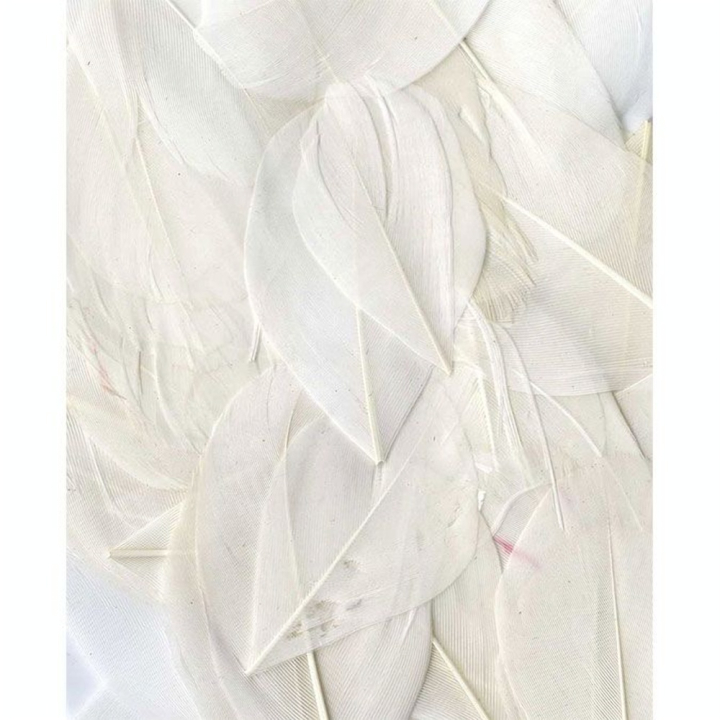 Plumes lisses blanches 3 g - Artemio - Rougier et Plé