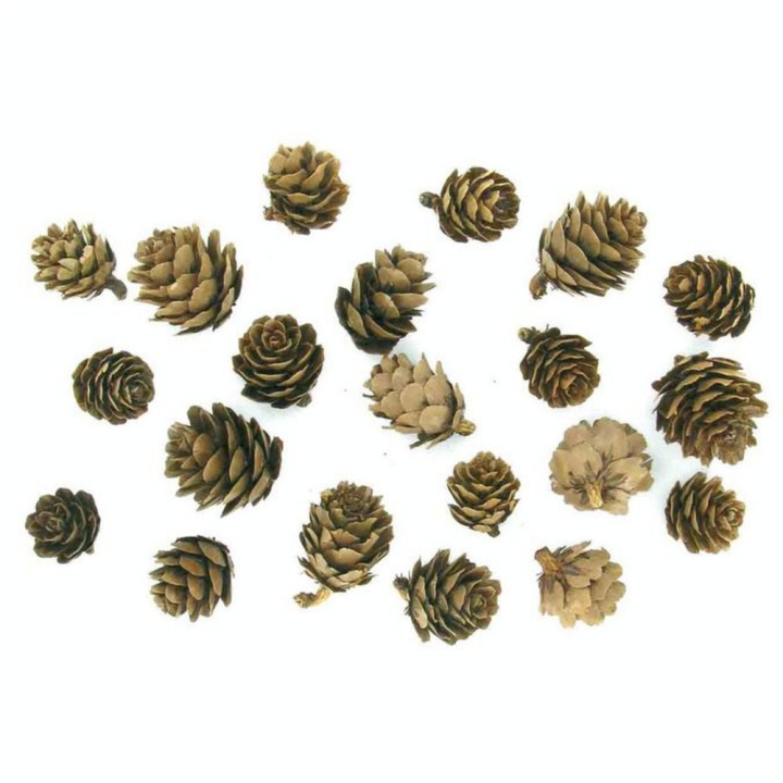Mini pommes de pin 25 g - CTOP - Rougier et Plé