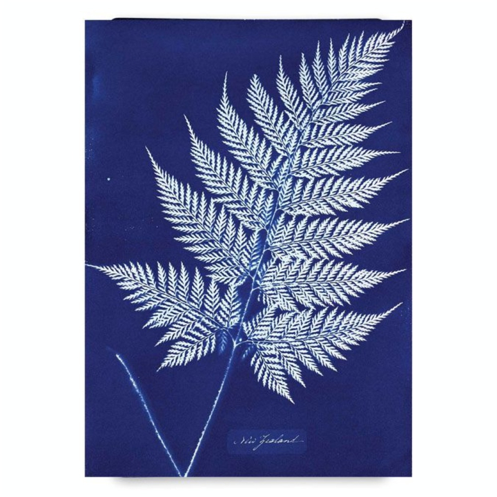 Cyanotype Kit d'impression photosensible - Jacquard - Rougier et Plé