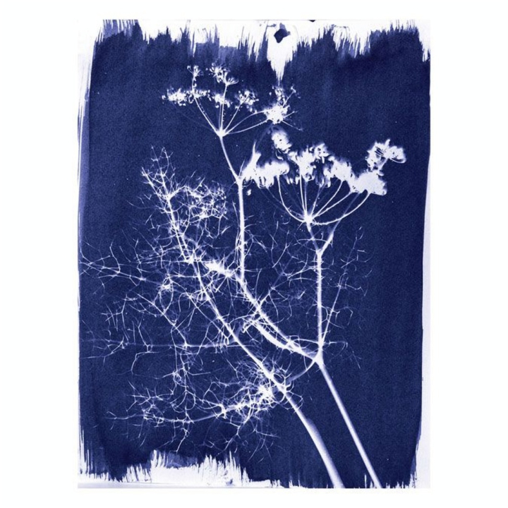 Cyanotype Kit d'impression photosensible - Jacquard - Rougier et Plé
