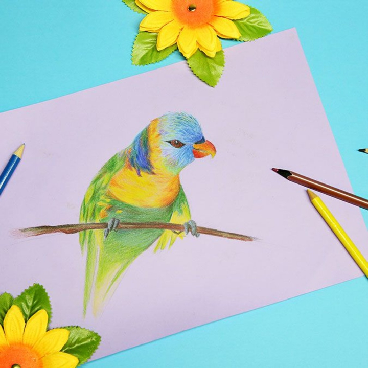 Papier Tulipe 160 g/m² 50 x 65 cm - Clairefontaine - Rougier et Plé