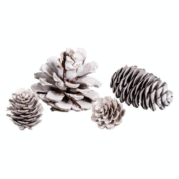 Cônes de Pin Sapin Mélèze 25 pcs - Rayher - Rougier et Plé