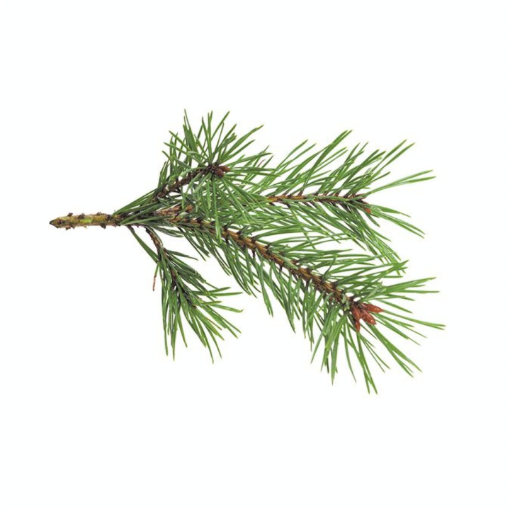Parfum à bougie 27 ml Forêt - Graine Créative - Rougier et Plé