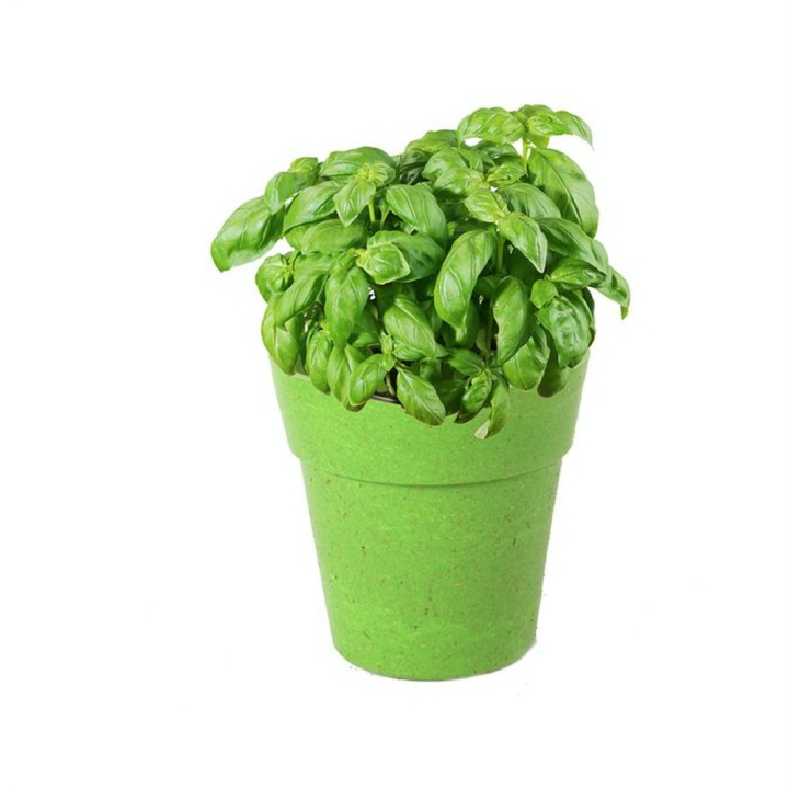 Pots avec Graines 6 pcs - MGM - Rougier et Plé