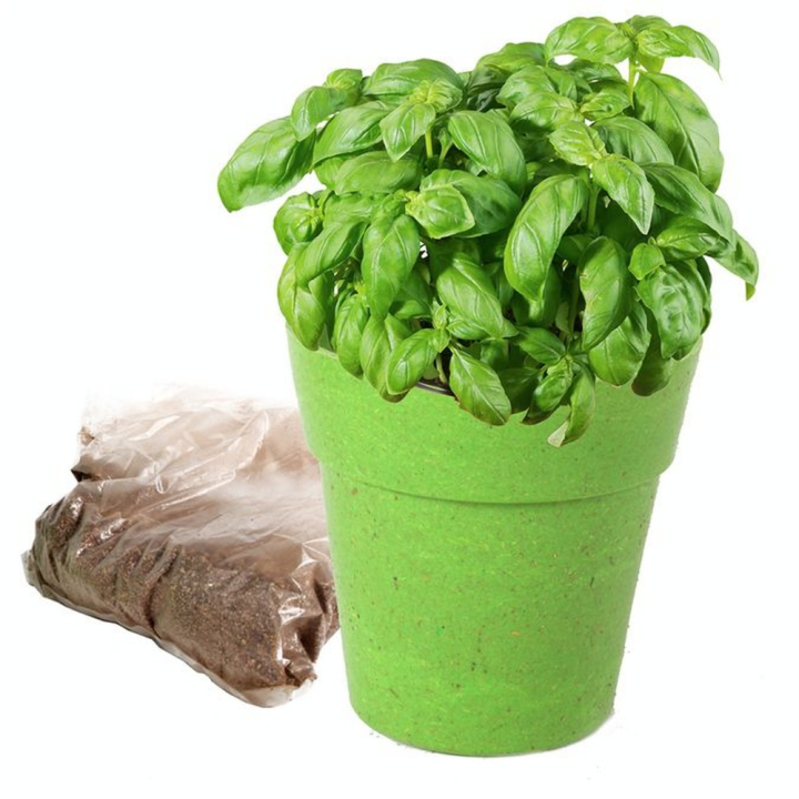 Pots avec Graines 6 pcs - MGM - Rougier et Plé