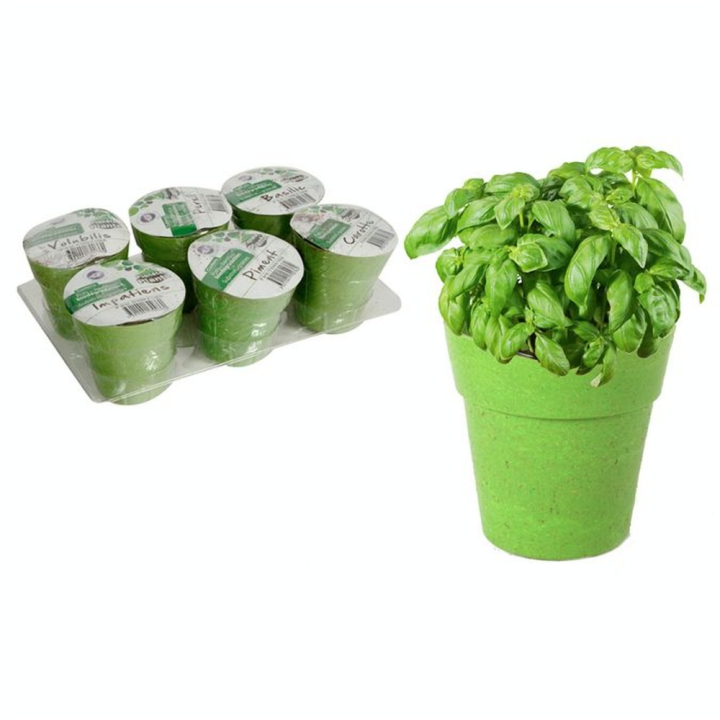Pots avec Graines 6 pcs - MGM - Rougier et Plé