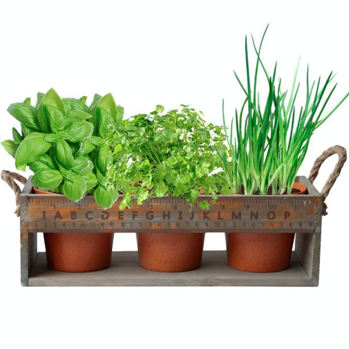 Jardinière en Bois 3 Plantes Aromatiques - MGM - Rougier et Plé