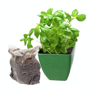 Kit du Mini Jardinier 1 pot - MGM - Rougier et Plé