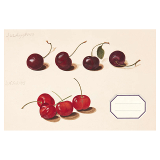 Carnet de croquis 21 x 14 cm Les cerises - Alibabette Éditions - Rougier et Plé