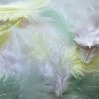 Plume de coq Pastel 7 cm x 20 pcs - Graine Créative - Rougier et Plé