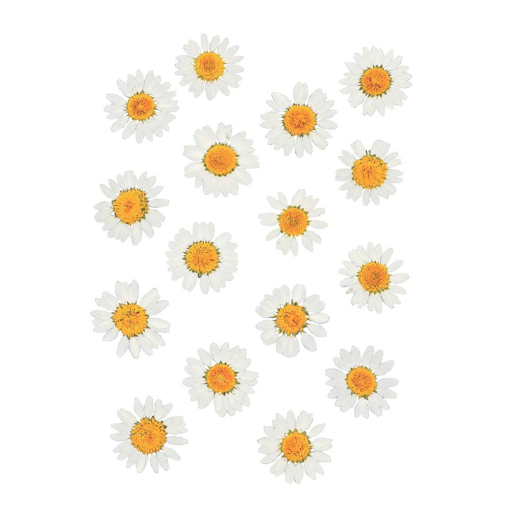 16 fleurs de Marguerites pressées  - Artemio - Rougier et Plé