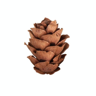 Mini Pommes de pin 18 pcs - Rayher - Rougier et Plé