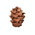 Mini Pommes de pin 18 pcs - Rayher - Rougier et Plé