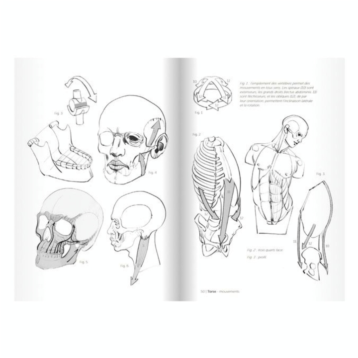 Livre Morpho Formes articulaires - Fonctions musculaires - Eyrolles - Rougier et Plé