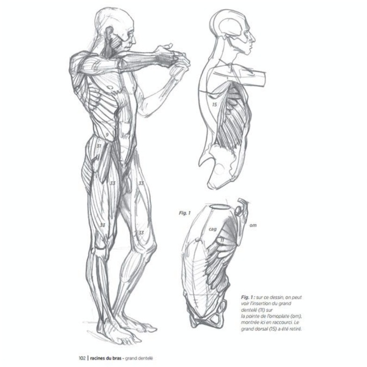 Livre Morpho - Anatomie artistique - Eyrolles - Rougier et Plé
