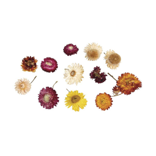Fleurs séchées éternelles - Rayher - Rougier et Plé