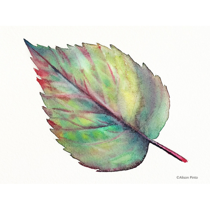 Peinture aquarelle Extra-fine DS en tube - Daniel Smith - Rougier et Plé