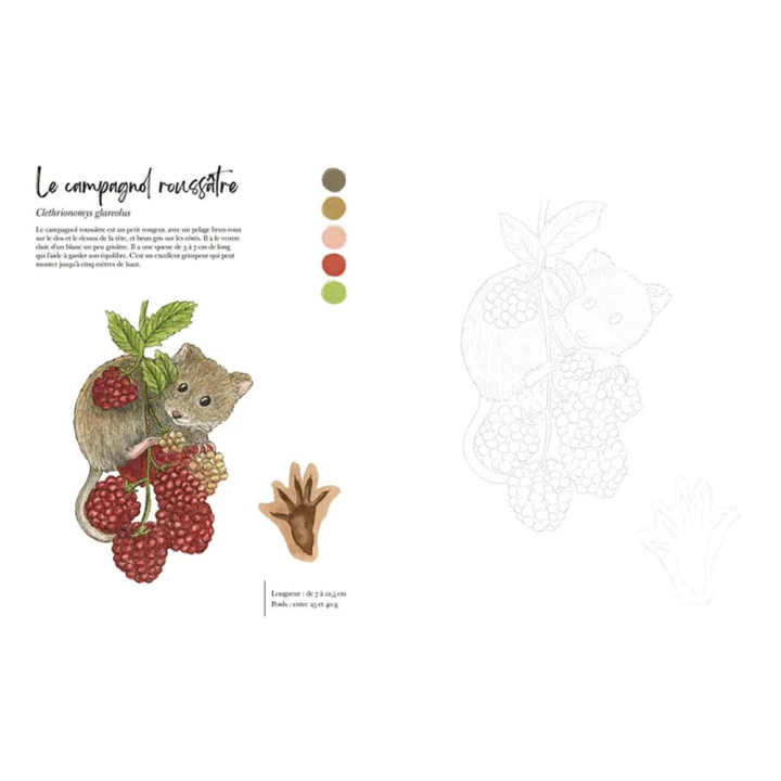 Coloriage aquarelle Balades en forêt 22 planches à peindre ou à colorier - Marabout - Rougier et Plé
