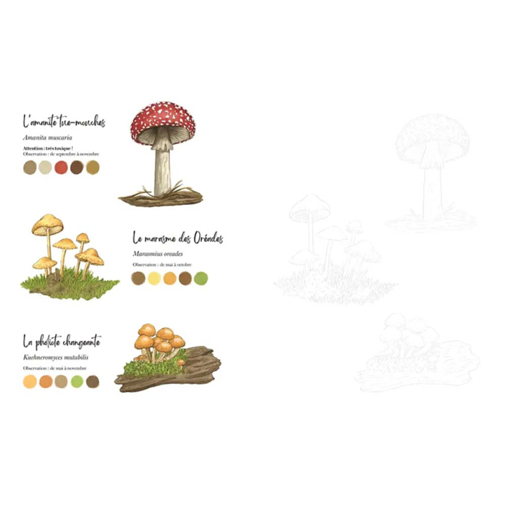 Coloriage aquarelle Balades en forêt 22 planches à peindre ou à colorier - Marabout - Rougier et Plé