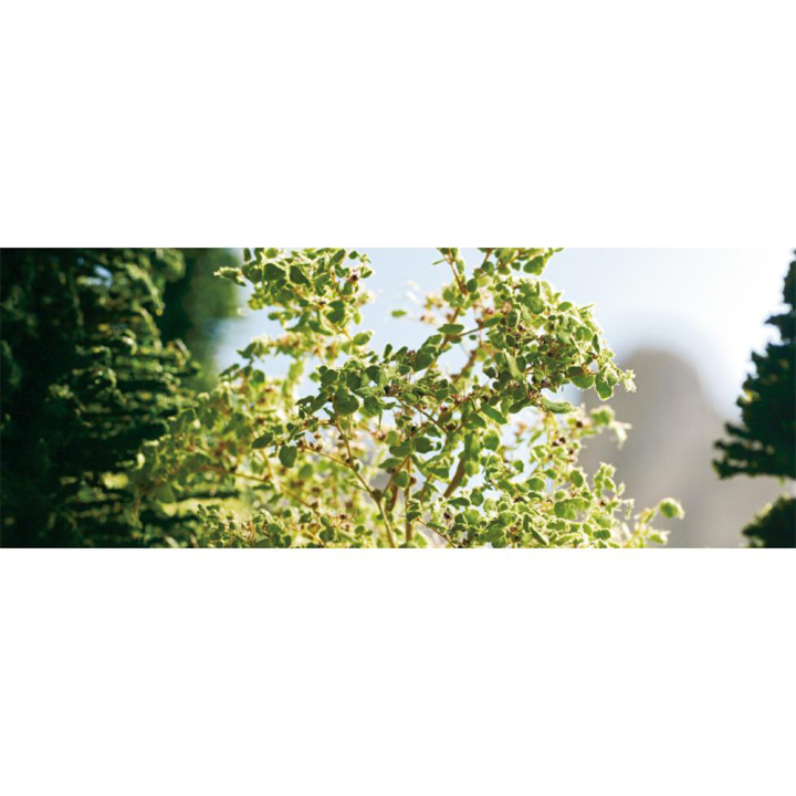 Feuillage Vert clair 50 g - Noch - Rougier et Plé