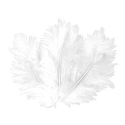 Plumes blanches 10 cm x 50