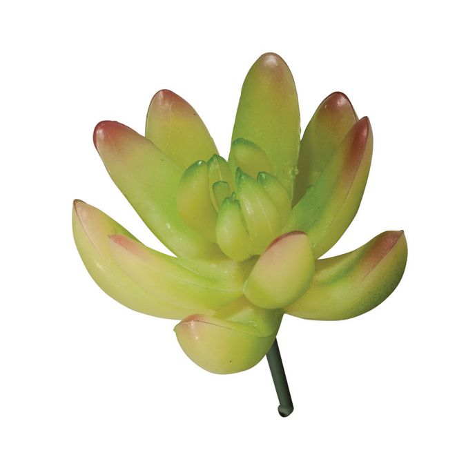 Succulent Echeveria vert clair 5,5 x 6,5 cm