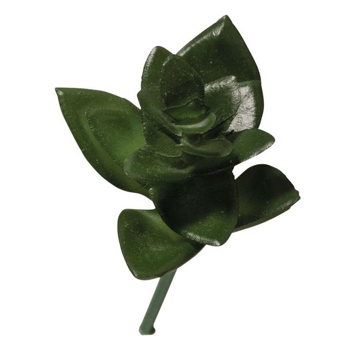 Mini-Succulent Haworthia 5 x 7,5 cm