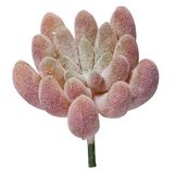 Mini-Succulent Echeveria 4 x 5 cm