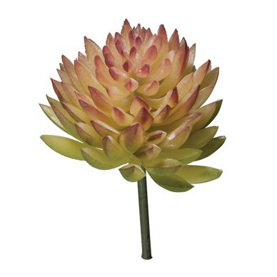 Mini-Succulent Echeveria 4,5 x 6 cm