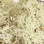 Mousse naturelle Lichen Naturel 50 g