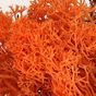 Mousse naturelle Lichen Orange 50 g
