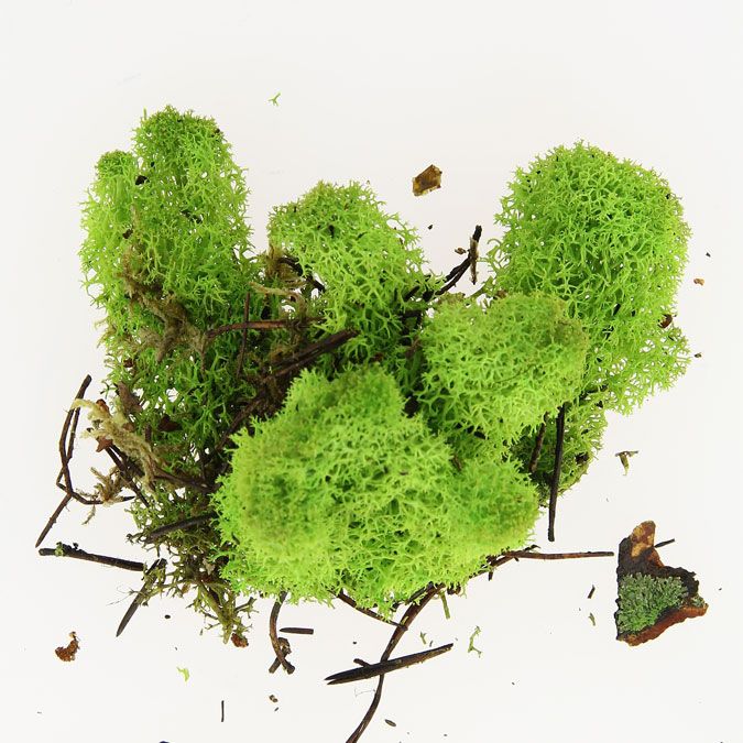 Mousse naturelle Lichen Vert 50 g