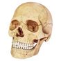 Coffret anatomie Crâne humain
