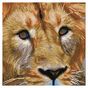 Broderie Diamant kit  intermédiaire Lion du Serengeti